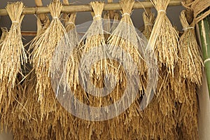 A bunch of paddy rice hang up for background