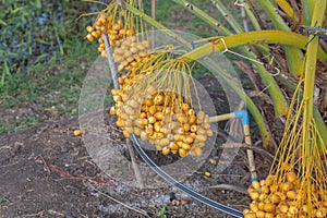 Bunch of palm fruit Thailand. Agriculture economy