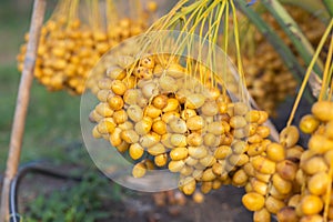 Bunch of palm fruit Thailand. Agriculture economy