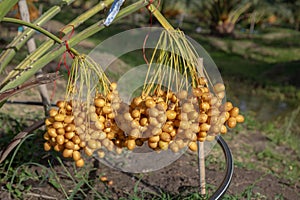 Bunch of palm fruit Thailand. Agriculture economy
