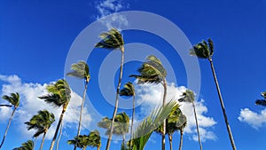a bunch of palm trees blowing in the wind with a blue sky