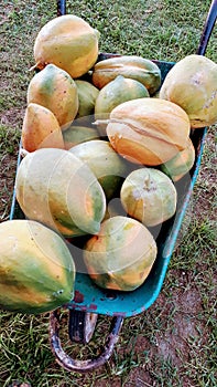 Papaya