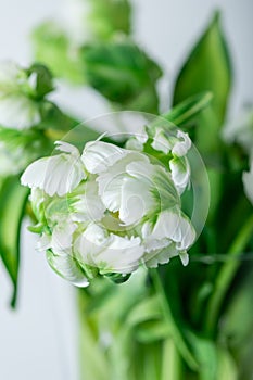 Bunch of Parrot Style Tulips