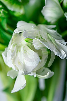 Bunch of Parrot Style Tulips