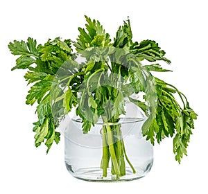 Bunch of parsley in glass jar with water isolated on white background