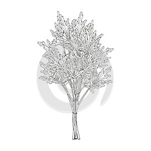 Bunch of parsley. hand drawn element.