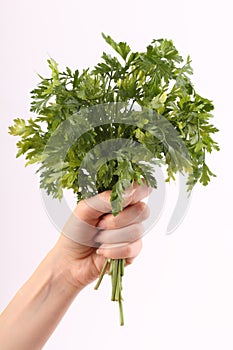 Bunch of parsley in hand