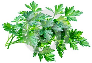 Bunch of parsley herb isolated on white background.