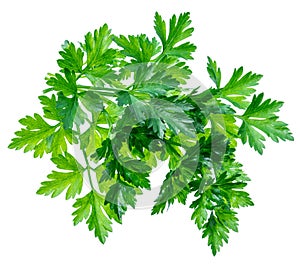 Bunch of parsley herb isolated on white background