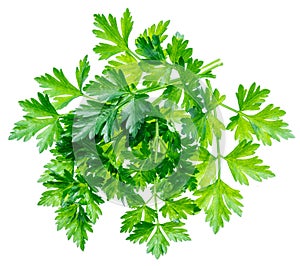 Bunch of parsley herb isolated on white background