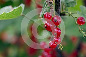 Bunch with part of red currant berries on branch with leaves on blurred natural green-red background.