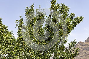 A bunch of pears in a tree with blue sky background