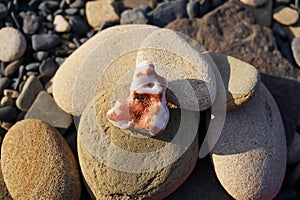 A bunch of pebbles of different shapes on the seashore. A white coral stone with brown stakes