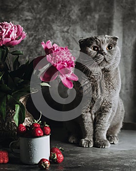 A bunch of peonies in an old vase. Next to him is a grey Scottish cat.