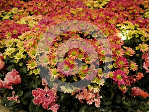 Bunch of Perenial Gaillardia Blanket flower