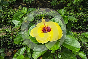 Bunch of pig petals of Hawaiian hibiscus cover around long stamen and pistil, known in other name are Shoe flower, Chinese rose