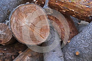 A bunch of pine chocks. Timber cutting. Firewood