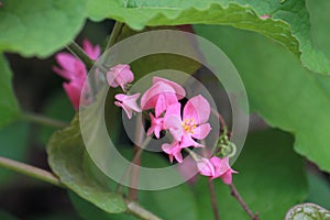 a bunch of pink bee bush (Antigonon leptopus) flowers