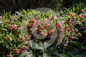 Bunch of pink blooming flowers of the helleborus orientalis, also called lenten rose or orientalische Nieswurz