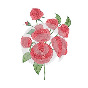 Bunch of pink Cabbage or Austin Rose flowers isolated on white background. Botanical drawing of cultivated garden