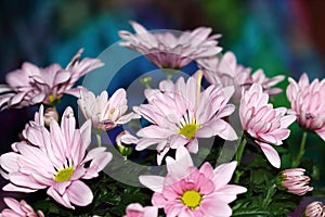 A bunch of Pink Chrysanthemum flowers