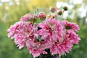 Bunch of pink chrysanthemum flowers