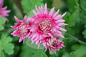 Bunch of pink chrysanthemum flowers and white tips on their petals. Chrysanthemum pattern in flowers park. Cluster of pink purple