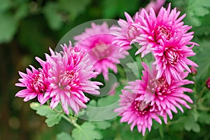 Bunch of pink chrysanthemum flowers and white tips on their petals. Chrysanthemum pattern in flowers park. Cluster of pink purple