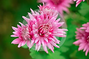 Bunch of pink chrysanthemum flowers and white tips on their petals. Chrysanthemum pattern in flowers park. Cluster of pink purple