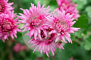 Bunch of pink chrysanthemum flowers and white tips on their petals. Chrysanthemum pattern in flowers park. Cluster of pink purple