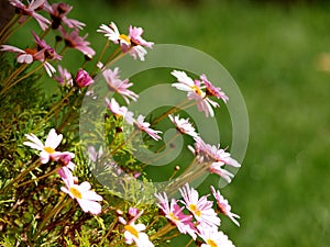 Bunch of pink daisies at springtime