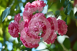 A bunch of pink decorative roses on a branch. Macro photo of roses