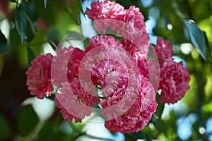 A bunch of pink decorative roses on a branch. Macro photo of roses