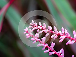 Bunch of Pink Dracaena Palm Flowers Blooming