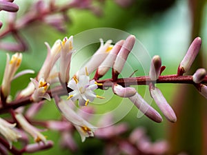 Bunch of Pink Dracaena Palm Flowers Blooming