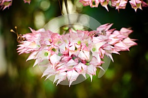 Bunch of pink flowers