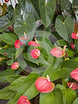 bunch of pink flowers in anthurium plants