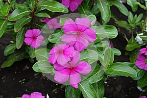 Bunch of pink flowers of Catharanthus roseus