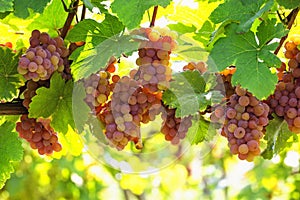 Bunch of pink grapes