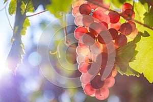 Bunch of pink grapes
