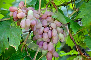 Bunch of pink grapes with big berries in the garden
