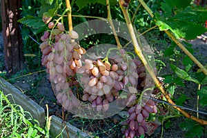 Bunch of pink grapes with big berries in the garden