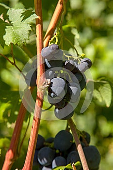 Bunch of pink grapes with big berries in the garden