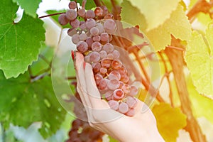 Bunch of pink grapes in a female hand, garden