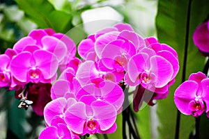 Bunch of Pink Orchids