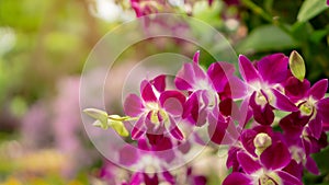 Bunch of pink petals Dendrobium hybrid orchid blossom under green leafs tree on blurry background