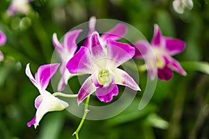 Bunch of pink petals Dendrobium hybrid orchid under green leafs tree on blurry background