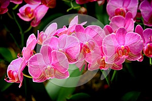 Bunch of pink phalaenopsis orchids