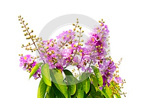 A bunch of pink-purple blossom petals and bud of flowers in a spring season isolated on white background.