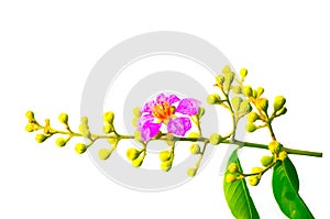 A bunch of pink-purple blossom petals and bud of flowers in a spring season isolated on white background.